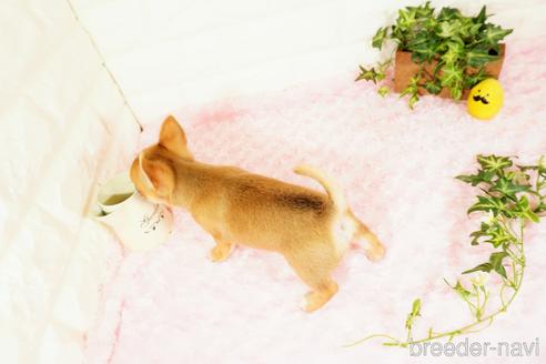 成約済の愛知県のチワワ(スムースコート)-155070の2枚目